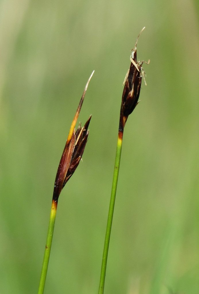 Schoenus ferrugineus